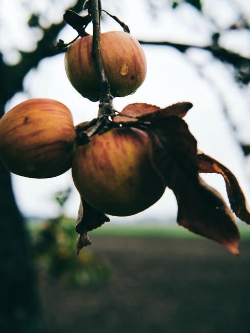 Boomgaard voor het kweken van fruit