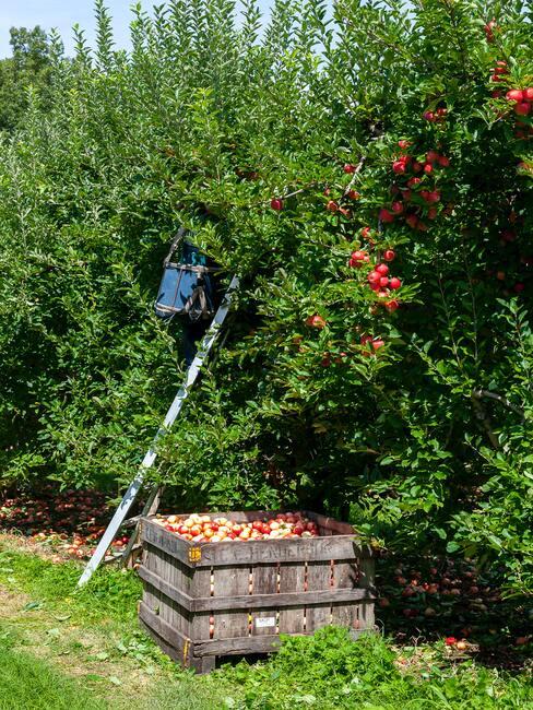 Appelboom snoeien: Boomgaard voor het kweken van fruit