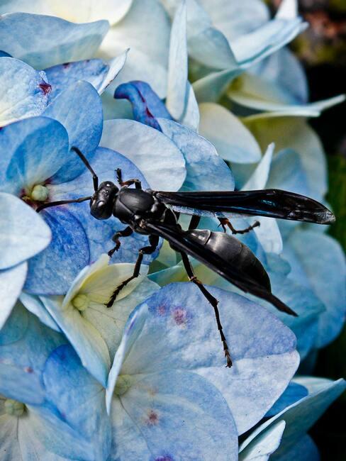 insect op bloemblaadjes