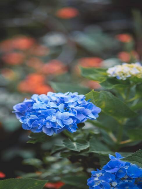 Bloemen in de tuin