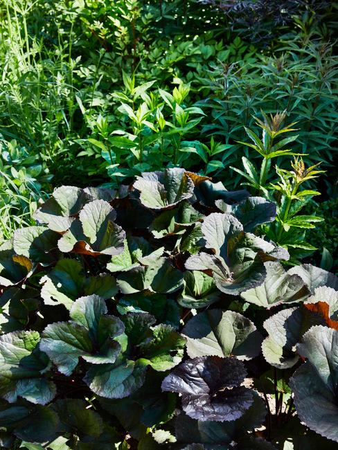 bomen, struiken en planten in de tuin