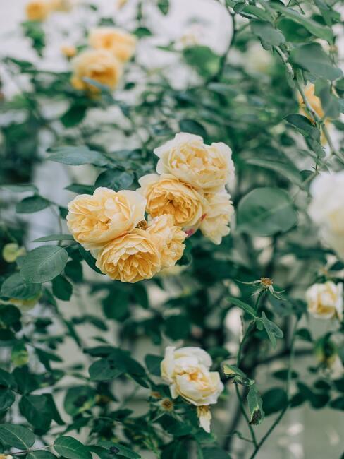 rozen snoeien