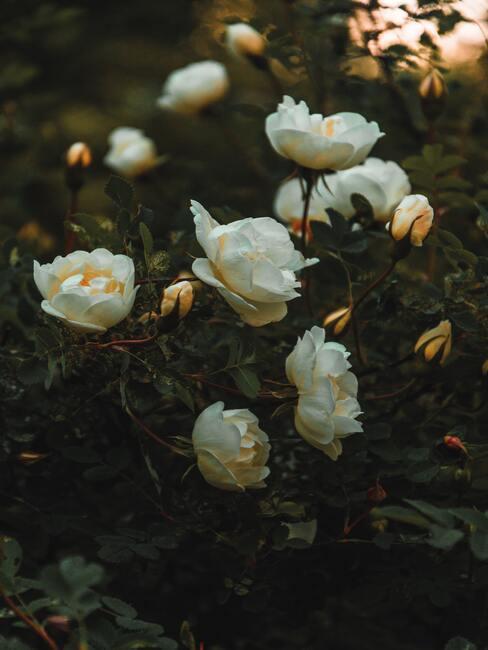 rozen snoeien
