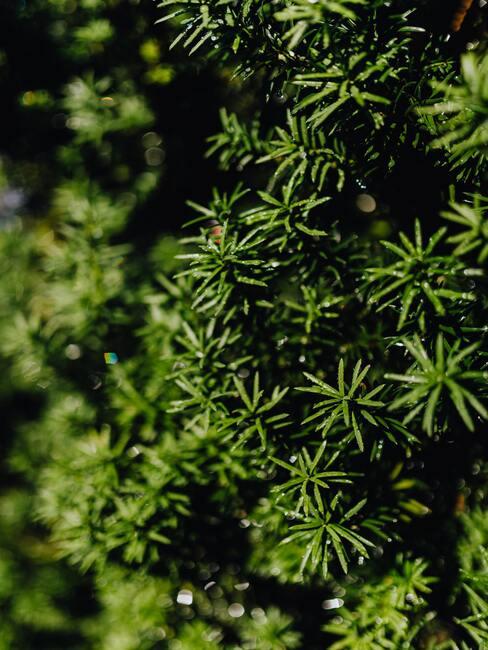 taxus snoeien