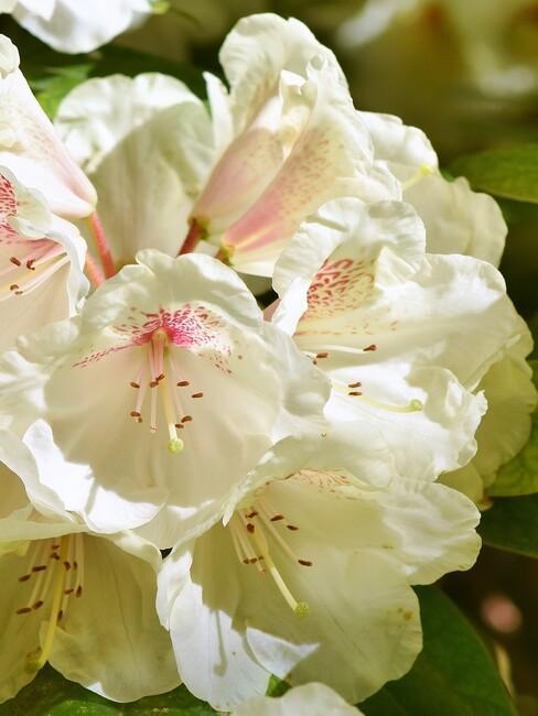close up rhododendron 2
