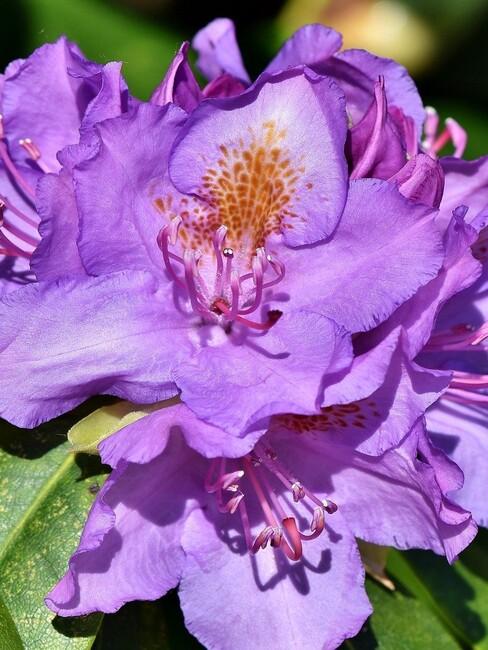 close up rhododendron 3