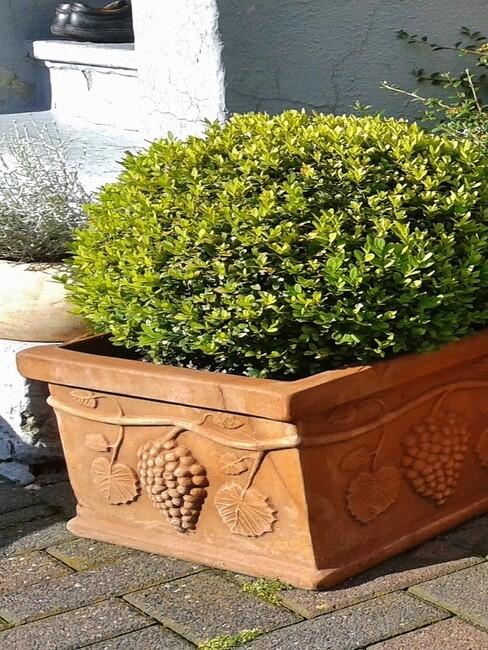 buxus in een pot in de tuin
