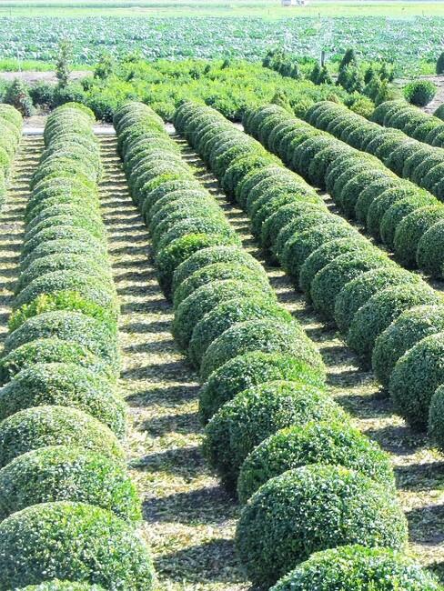 buxus meerdere in rij