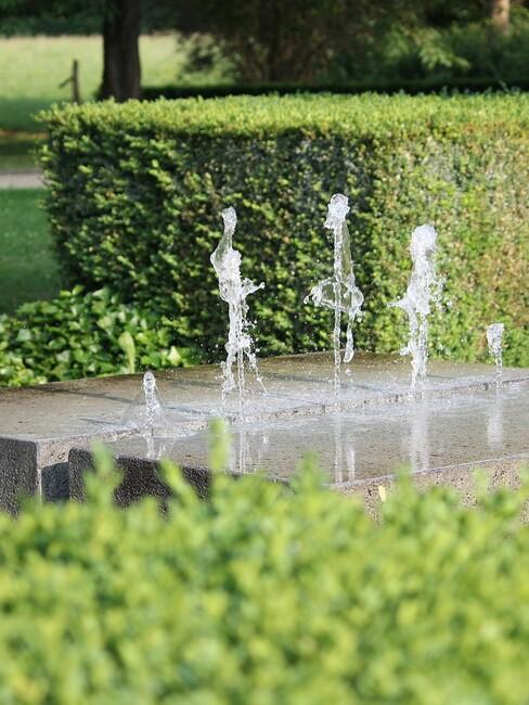 buxus mooi gesnoeid