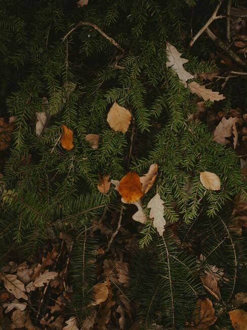 herfsttuin, verzorging en snoeien van takken