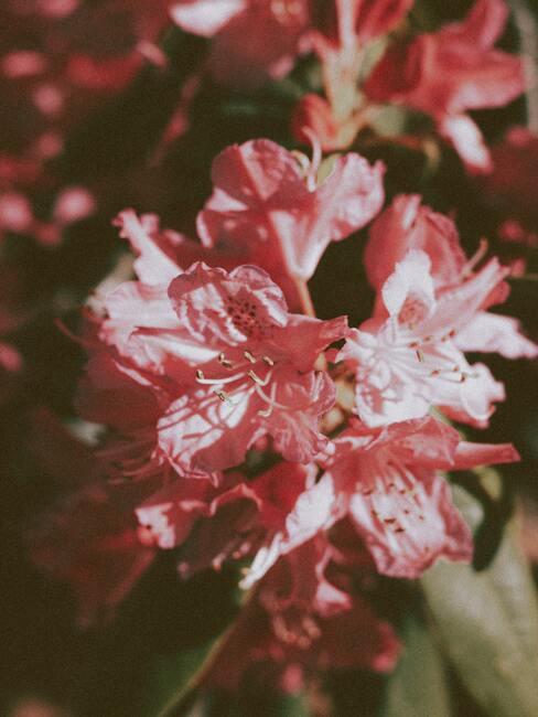 Rhododendron snoeien