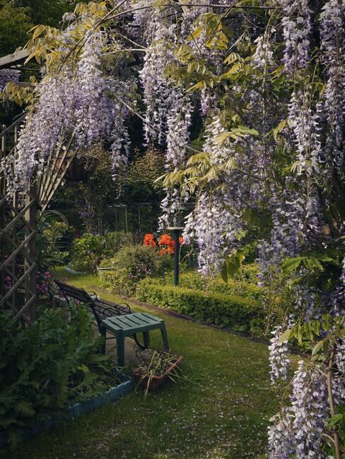 blauwe regen snoeien, tuin met zitbank