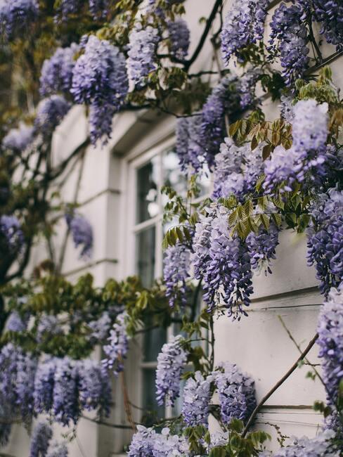 Huis met planten die het gebouw beklimmen