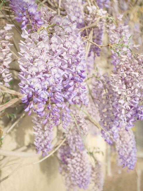 Tuin met planten en struiken voor verpleging voor de winterperiode