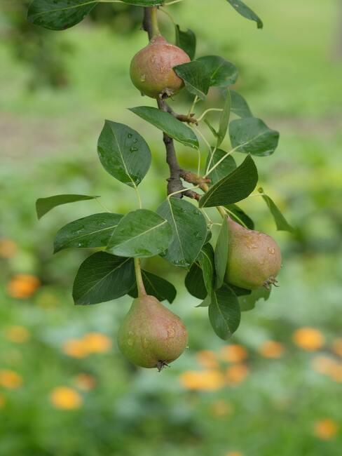 Doe het zelf – perenboom snoeien 8 Perenfruit in een fruitboomgaard bij het huishouden