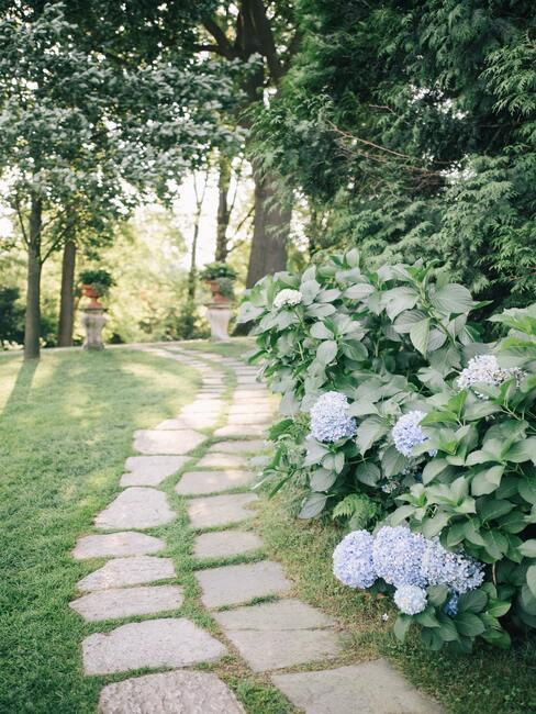 Mooie en vertakte bloeiende planten in uw eigen tuin