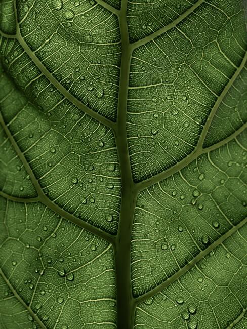 Mooie groene bladeren van de vijgenboom