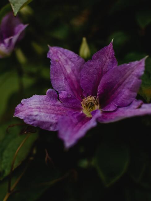 Doe het zelf – clematis snoeien 8 Verzorging van planten in de herfst voor de winter