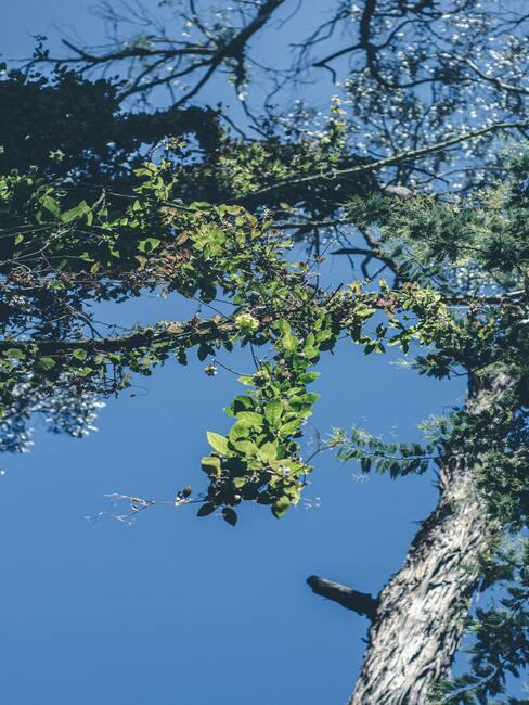 verzorging van bomen en struiken in de herfst- en winterperiode