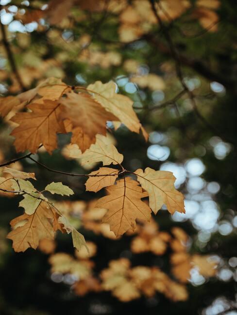 herfst aura in de tuin