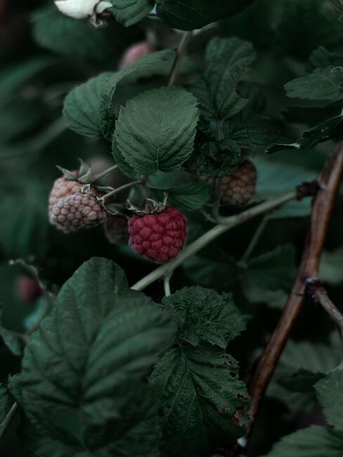 frambozen aan een plant