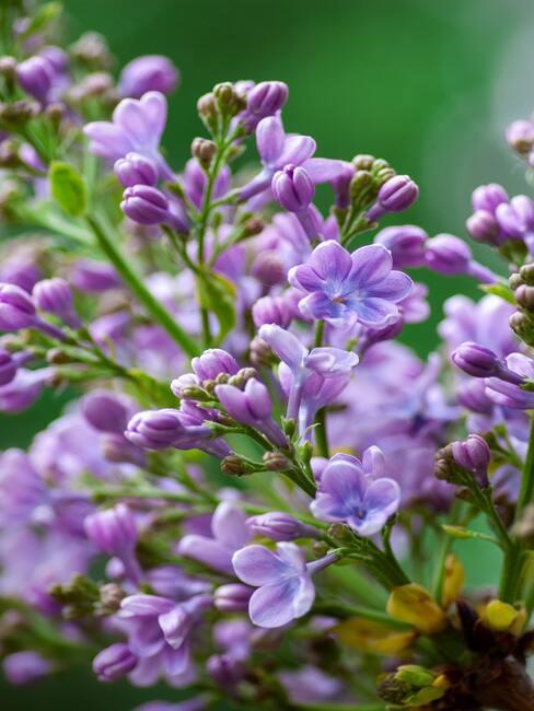 bloemen en struiken in de tuin - zorg voor de winterperiode