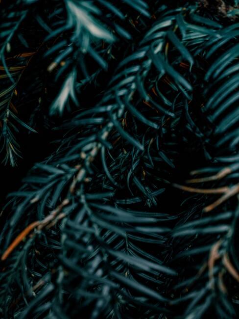 conifeer close up