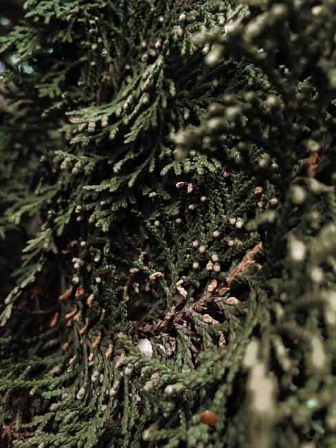 close up conifeer 2