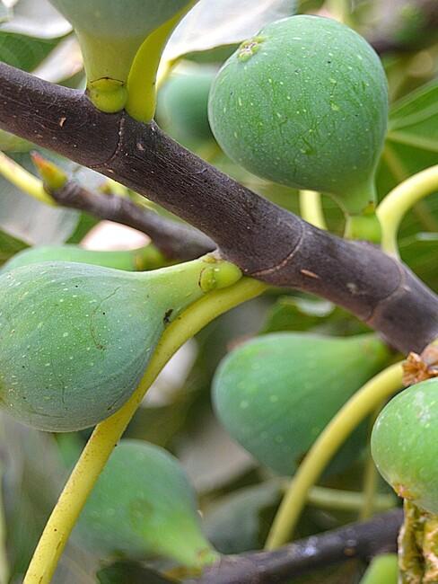 close up vijg groen 1