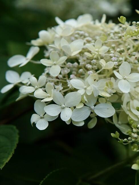 close up pluim hortensia in bloei 3