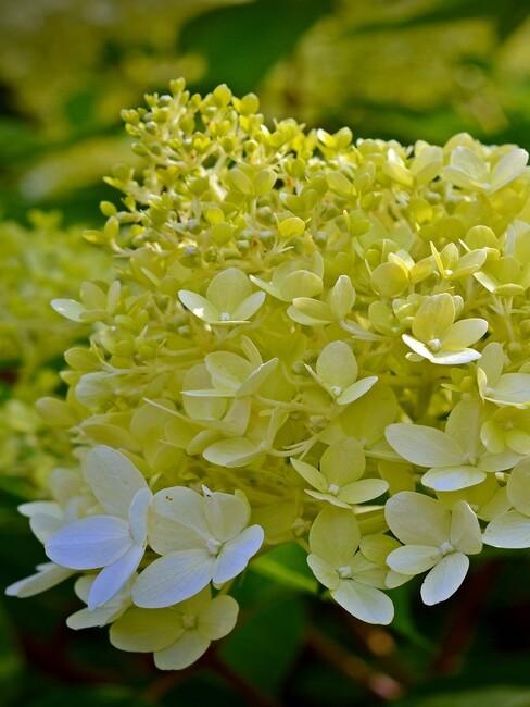 close up pluim hortensia in bloei 2