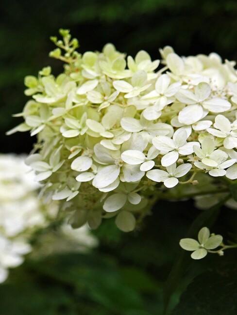 close up pluim hortensia in bloei