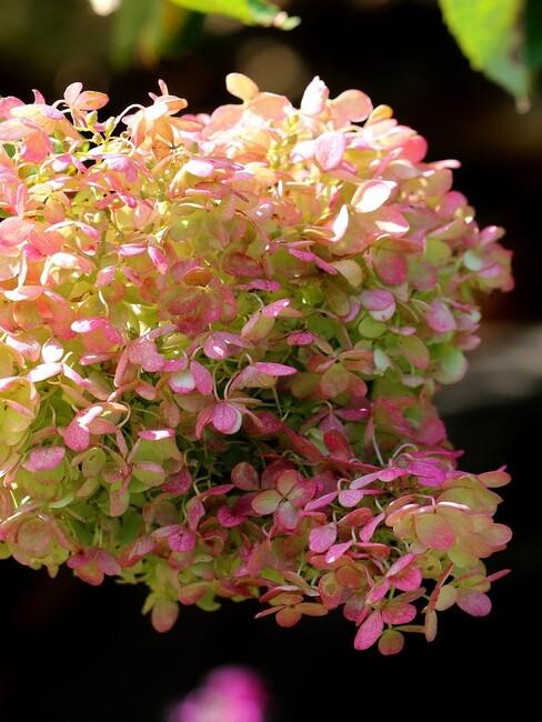 pluim hortensia close up roze 3