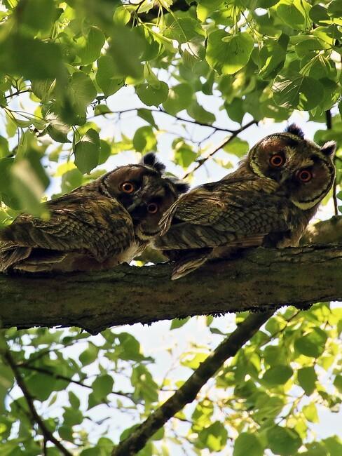uilen in lelinde boom