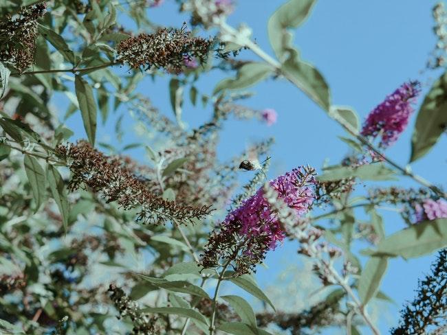 vlinderstruik met paarse bloemen