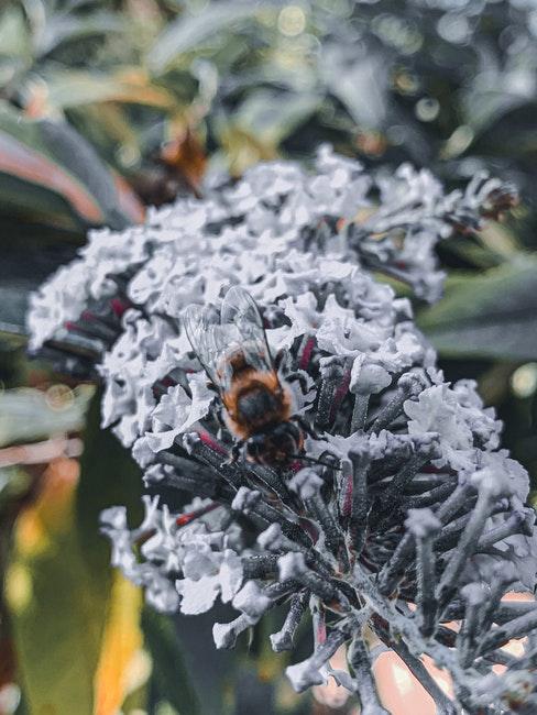 vlinderstruik met hommel