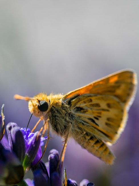 paarse vlinderstruik met gele vlinder