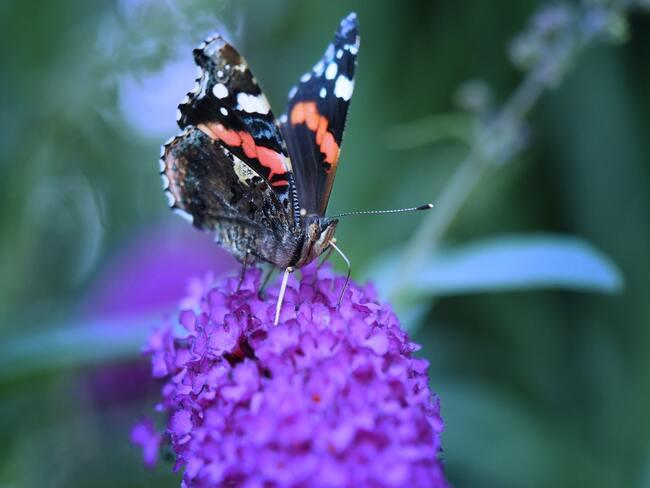 paarse vlinderstruik in tuin