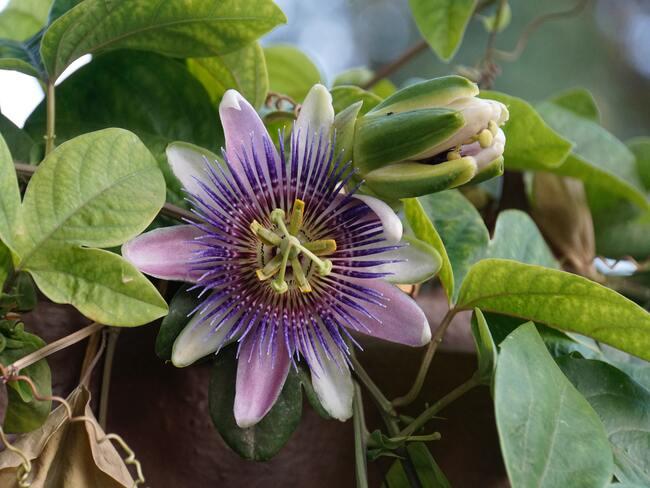 passiebloem in tuin