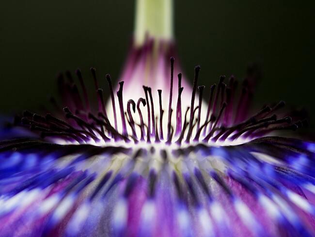 passiebloem: planten in de tuin bij het huis, lente, zon