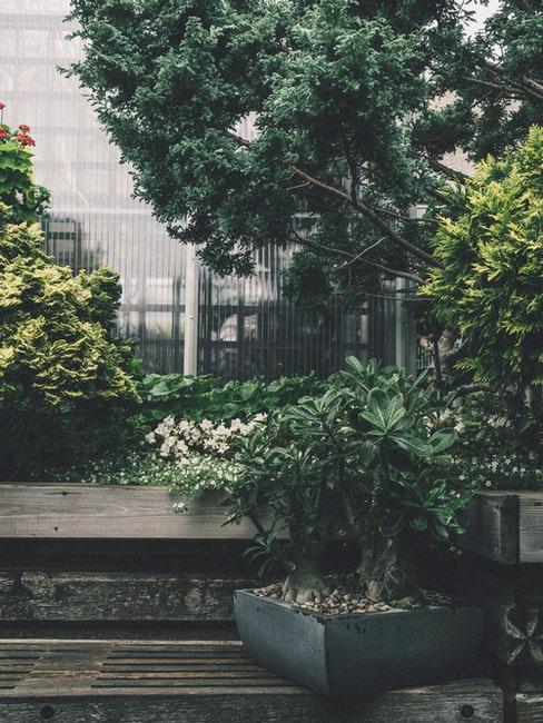 schaduwtuin met planten in potten