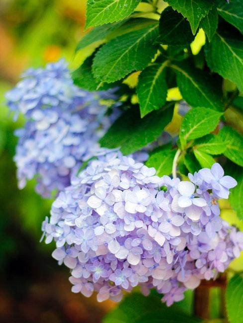 hydrangea: prachtig bloeiende planten in de tuin
