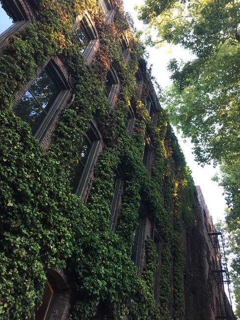 gebouw met klimplanten