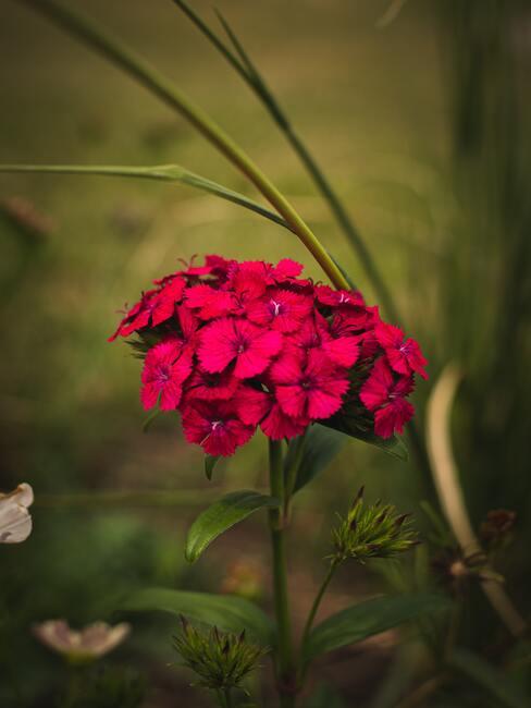 prachtig bloeiende planten in de tuin