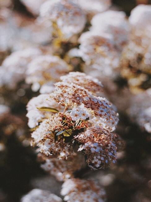 bloemen groeien in de tuin