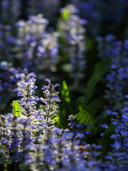 ajuga-reptans_1 ajuga reptans