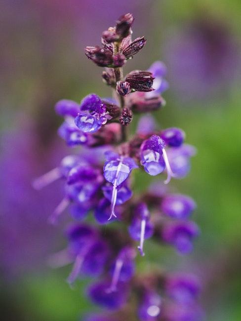 lente in de tuin, prachtig bloeiende bloemen