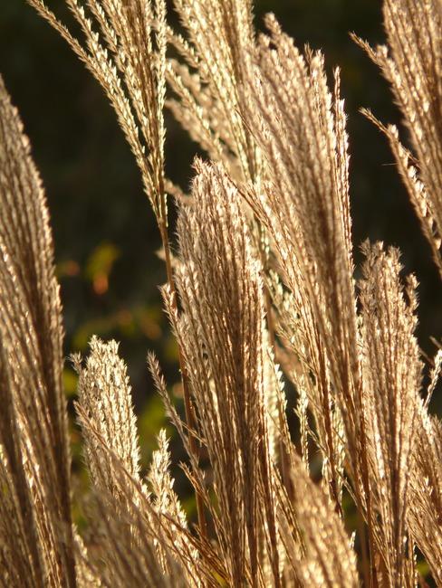 verzorging van planten en bomen in de tuin, water geven, snoeien