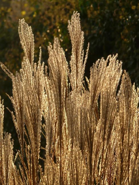 miscanthus sinensis: verzorging van planten in de tuin