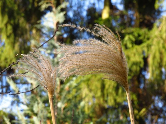 miscanthus sinensis: verzorging van planten in de tuin